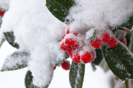 Red berries in the snow close-up.の写真素材