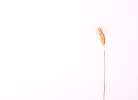 Ear on white background. Spike. Isolated background.の写真素材