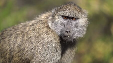 Monkey