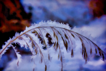 Winter Frosted Grassの写真素材