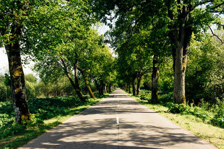 The road passes through an alley of treesの写真素材
