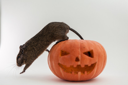 rodent in halloween pumpkinの写真素材
