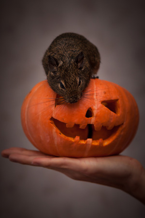 rodent in halloween pumpkinの写真素材