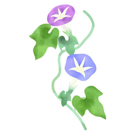 Watercolor style illustration of Morning glory (white background, vector, cut out)のイラスト素材