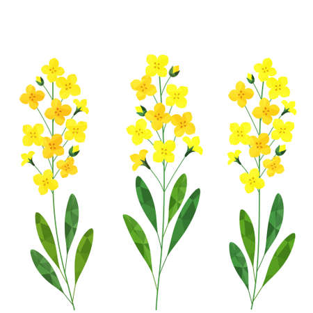 Canola flower illustration set (white background, vector, cut out)のイラスト素材