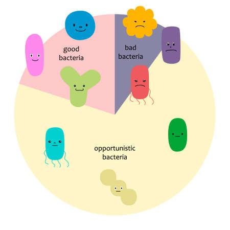 Vector illustration showing the percentage of intestinal bacteria (good bacteria, bad bacteria,...