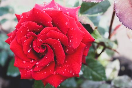 Flower of a red rose with drops of dewの写真素材