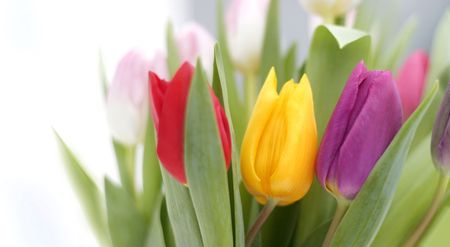 colorful tulips on white backgroundの写真素材