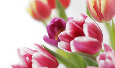 colorful tulips on white background