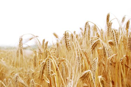 barley field highkey against white backgroundの写真素材