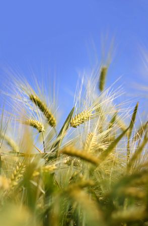 barley field under cloudless blue skyの写真素材