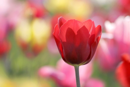 red, pink and yellow tulips blooming in a garden, a red one closeupの写真素材