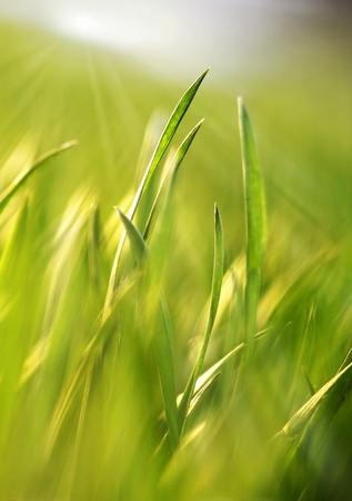 fresh spring grass in warm sunlightの写真素材