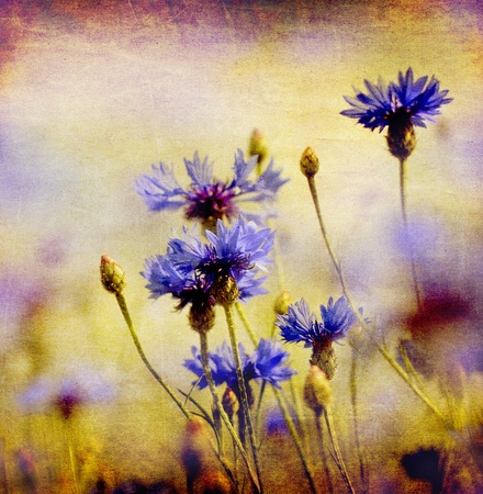 blooming blue cornflowers on ambient backgroundの写真素材