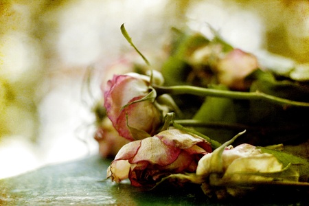 faded roses against blurred backgroundの写真素材
