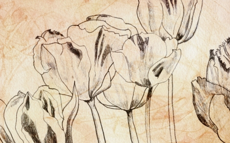 tulips drawing on beige paperの写真素材