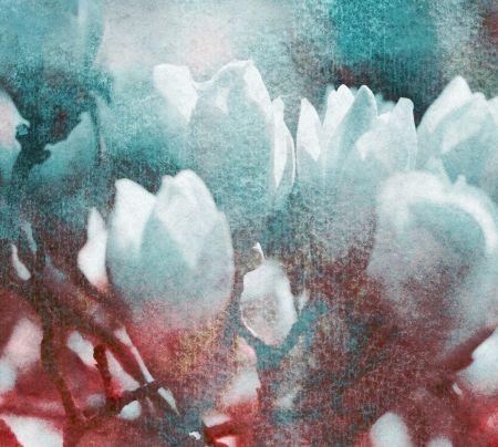 vintage magnolia on ambient backgroundの写真素材