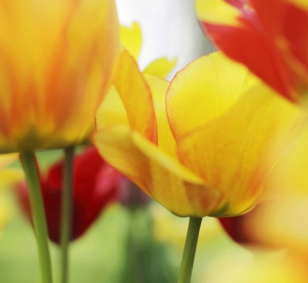 tulips blooming in a garden close-upの写真素材