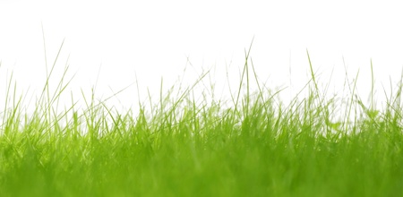 green grass isolated on white backgroundの写真素材