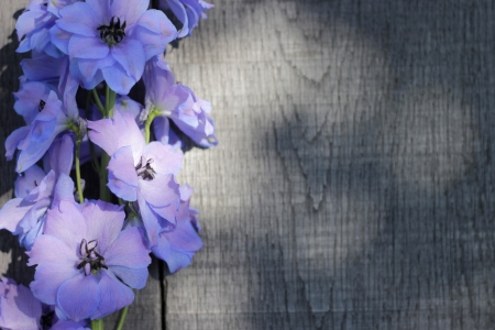blue delphinium flower on wooden planksの写真素材