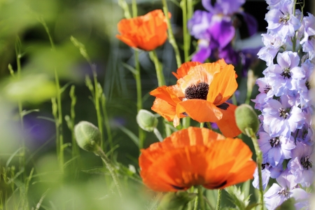 poppies and larkspur blooming in a gardenの写真素材