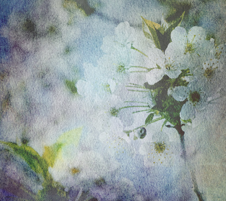 branch of japanese cherry in full bloom against blue sky on old paperの写真素材