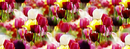 panoramic view of red, pink, purple, white and yellow tulips blooming in a garden on a sunny dayの写真素材