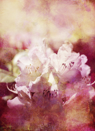 white rhododendron blossom textured on red and beige painted canvas background, decorative artworkの写真素材
