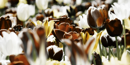 Tulips toned with different paint channels added. Mourning card concept photo.の写真素材