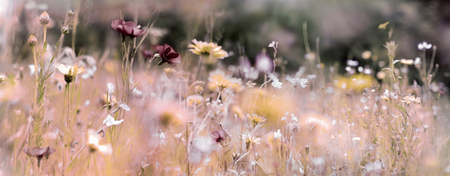 Wildflower meadow panorama background with different paint channels added. Mourning card concept photo.の写真素材