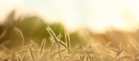Sun rays on a barley field in summer. Panoramic rural scenery under shining sunset.
