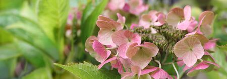 Blooming pastel pink Hydrangea in the warm morning sun. Panorama view. Garden, leisure, hobby,...