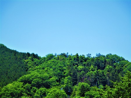 Woods and the blue skyの写真素材