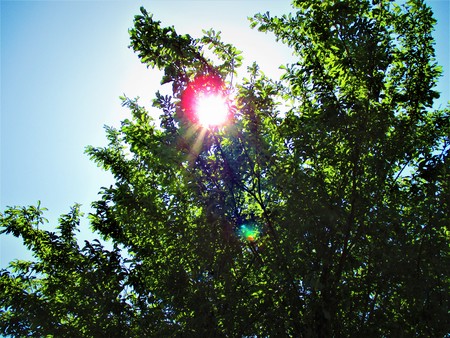 Light in the forestの写真素材