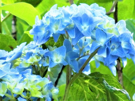 Blue hydrangeaの写真素材