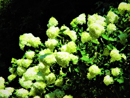 White flowers