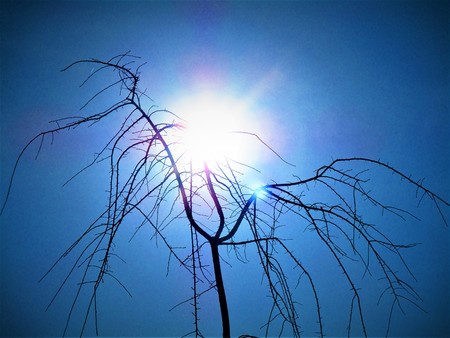 Winter sky and treesの写真素材