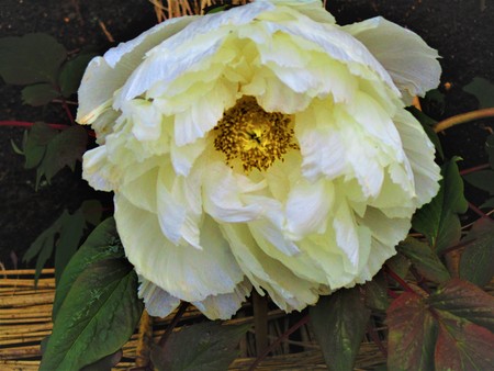 White winter buttonの写真素材