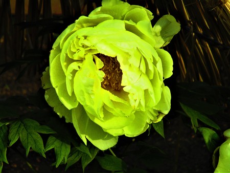 The yellow winter buttonの写真素材