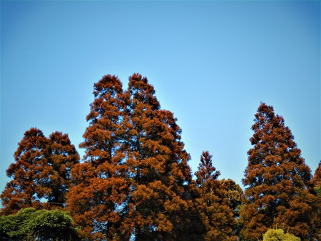 Wood dyed in redの写真素材