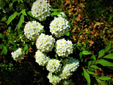White flowers