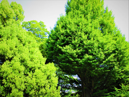 Green treesの写真素材
