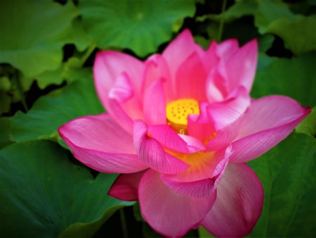 Dark pink Lotusの写真素材