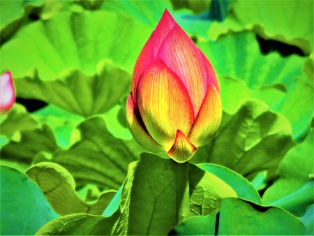 Big Lotus budの写真素材