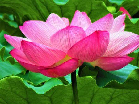 Open Lotusの写真素材