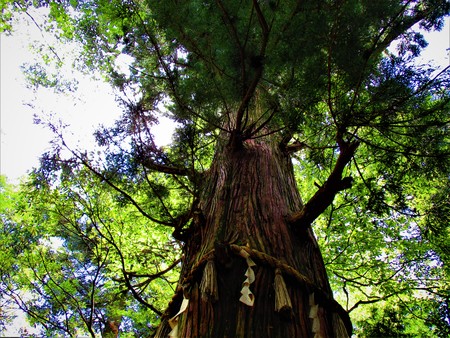 Under the treeの写真素材