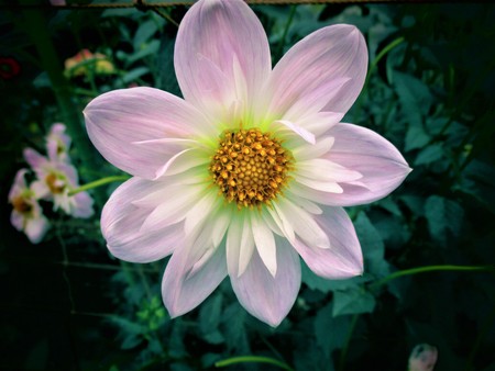 Autumn flowers