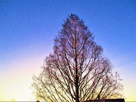 Blue sky and trees