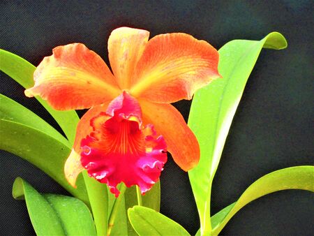 Orange Catreaの写真素材