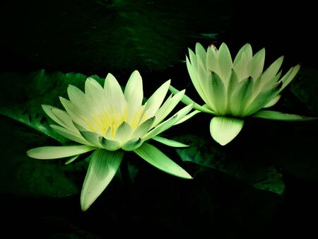 White Water Liliesの写真素材